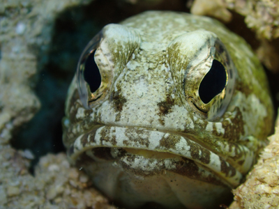 ジョーフィッシュ