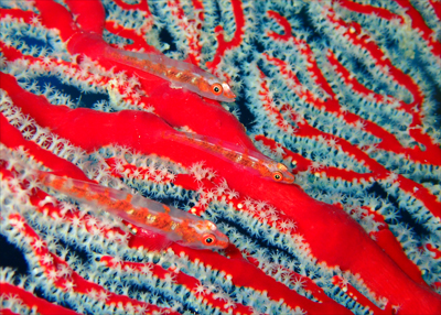 ホソガラスハゼ