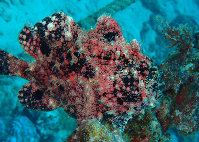 オオモンカエルアンコウ