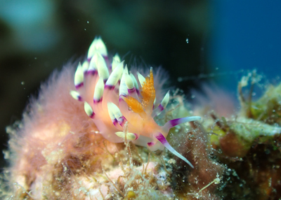 アデヤカミノウミウシ