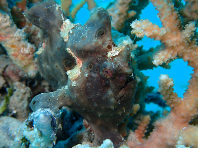 オオモンカエルアンコウ