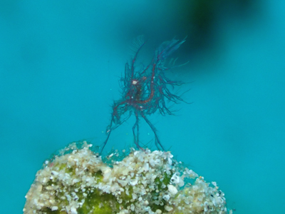 フィコカリスシムランス