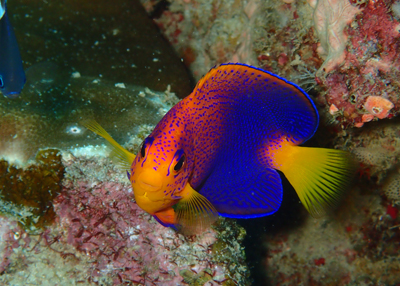 レンテンヤッコ