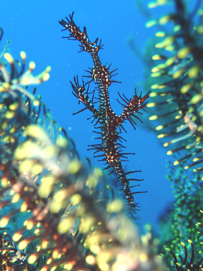 ニシキフウライウオ