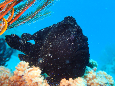 オオモンカエルアンコウ