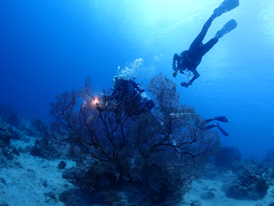 リュウキュウイソバナ