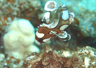 チョウチョウコショウダイ幼魚