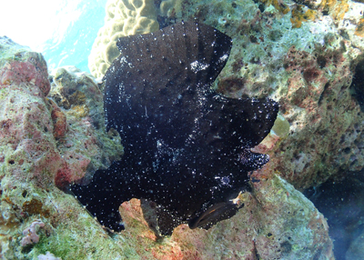 オオモンカエルアンコウ