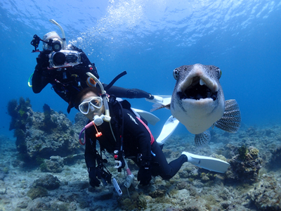モヨウフグとゲストさん