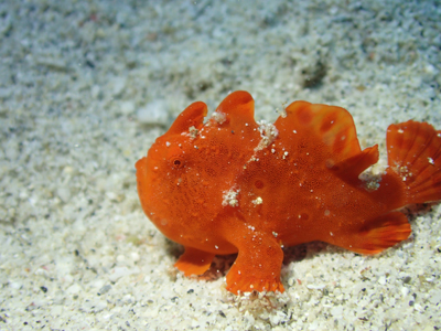 イロカエルアンコウ