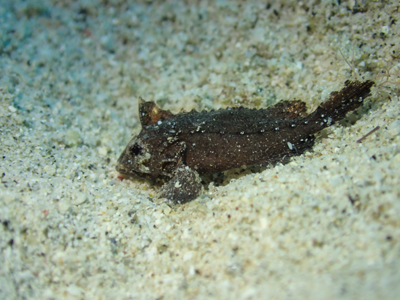 マスダオコゼの仲間