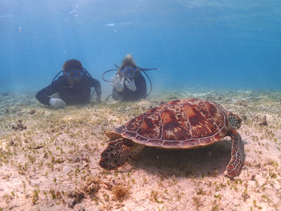 ウミガメ体験ダイビング
