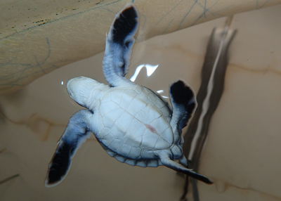 アオウミガメの赤ちゃん