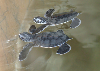 アオウミガメの赤ちゃん