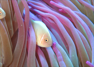 ハナビラクマノミ