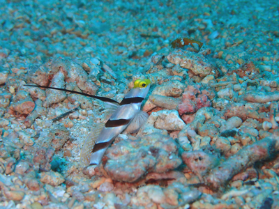 ヒレナガネジリンボウ