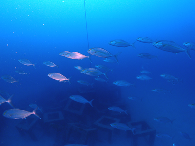 ヒレナガカンパチの群れ