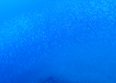 キビナゴの群れ