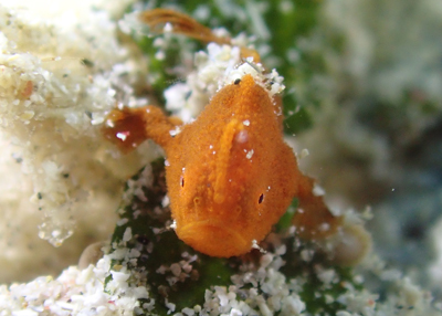 カエルアンコウ幼魚