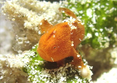 カエルアンコウ幼魚