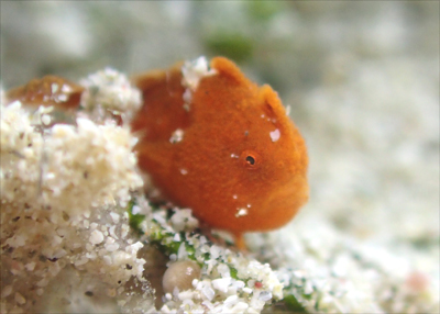 カエルアンコウ幼魚