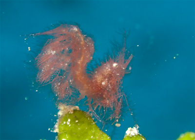 フィコカリス・シムランス