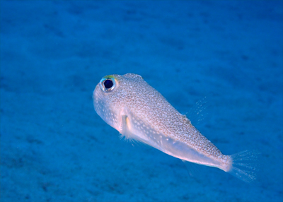 アマミホシゾラフグ