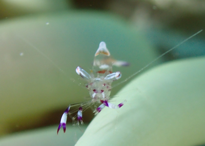 アカホシカクレエビ