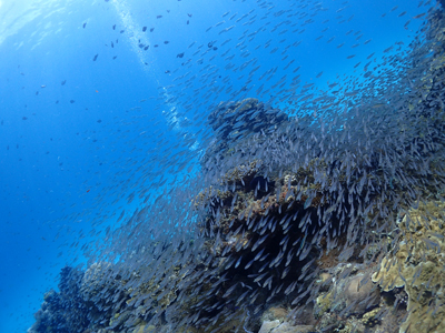 テンジクダイの群れ