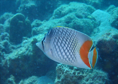 アミメチョウチョウウオ