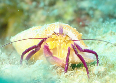 ムラサキゼブラヤドカリ