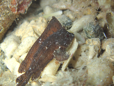 ツマジロオコゼ