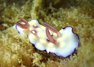 クロモドーリス・ヒントゥアネンシス