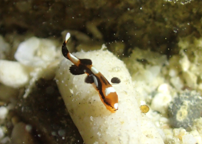 ムスジコショウダイの幼魚