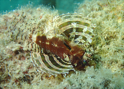 シマヒメヤマノカミ