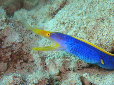 ハナヒゲウツボ