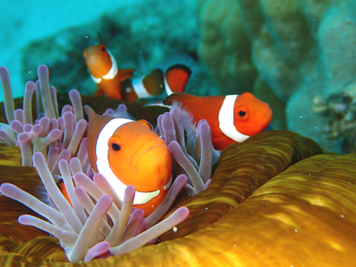 カクレクマノミ