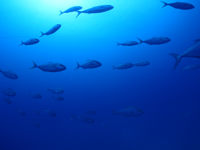 ヒレナガカンパチの群れ