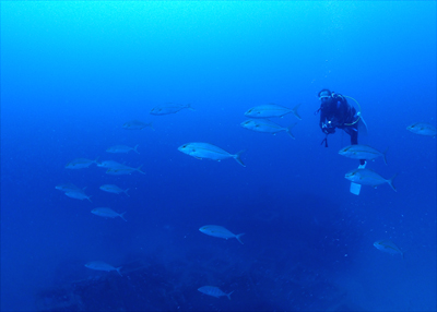 ヒレナガカンパチとゲストさん