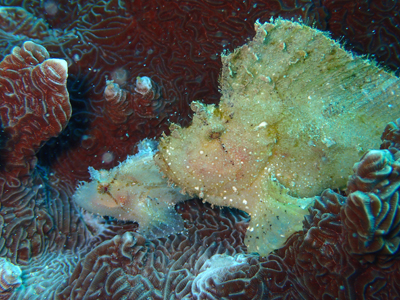 ハダカハオコゼ