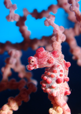 ピグミーシーホース