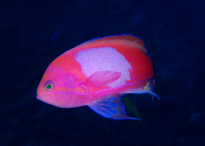 スミレナガハナダイ