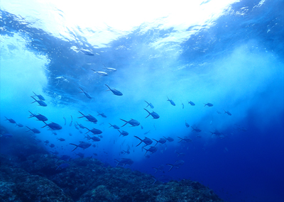 コバンアジの群れ
