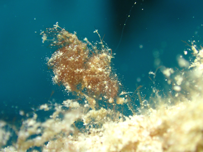 フィコカリス・シムランス