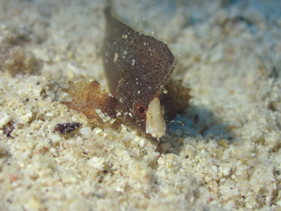 ツマジロオコゼ