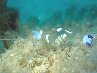 オドリカクレエビ