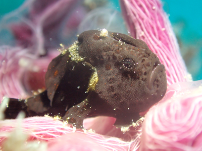 オオモンカエルアンコウ？幼魚