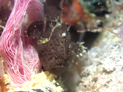 オオモンカエルアンコウ？幼魚