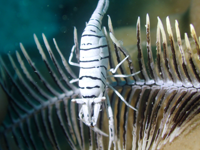 バサラカクレエビ