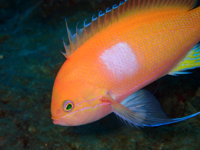 スミレナガハナダイ